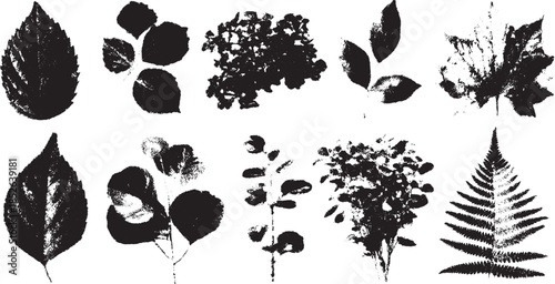 Black and white leaf illustrations. Botanical vector set showcasing various foliage textures and shapes for creative design projects.