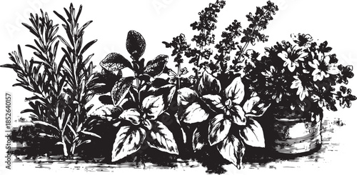 Potted herbs including rosemary and basil in vintage style. Simple vector illustration of plants in a horizontal set layout.