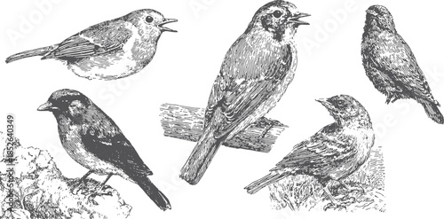 Vintage bird illustration featuring a detailed set of birds in black and white. This graphic showcases wildlife in a classic vector style.