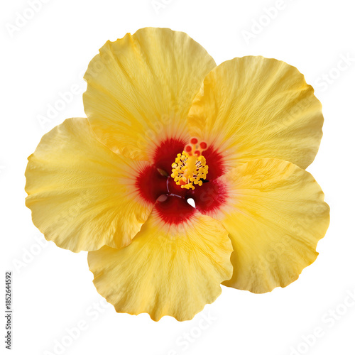 Tropical Yellow Hibiscus Flower in Full Bloom