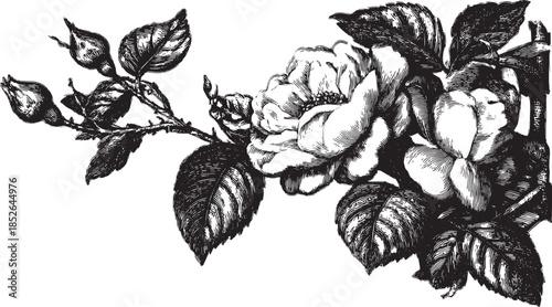 Vintage rose branch vector illustration in black and white. Detailed floral design featuring petals and leaves in a classic botanical style.
