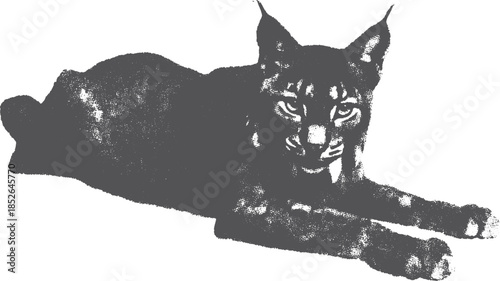 Lynx illustration featuring a detailed black and white depiction. The animal is shown in a natural setting, created as a vector art.