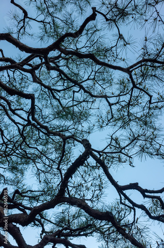 松の木の枝を見上げる