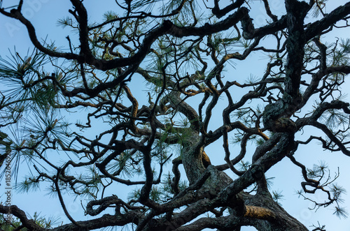 松の木の枝を見上げる