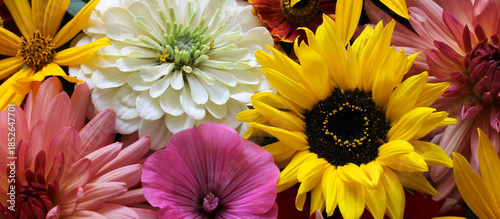 Photos floral banner with garden flowers: dahlias, sunflowers, zinnias and pink lavater