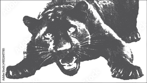 Tiger illustration showcasing powerful features and aggressive stance. Black and white vector illustration with dramatic texture and silhouette.