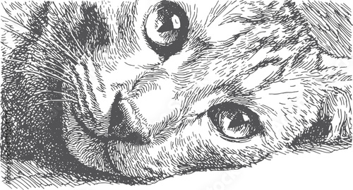 Cat illustration in detailed line art. Black and white vector illustration showcasing the expressive face and eyes of a domestic feline.