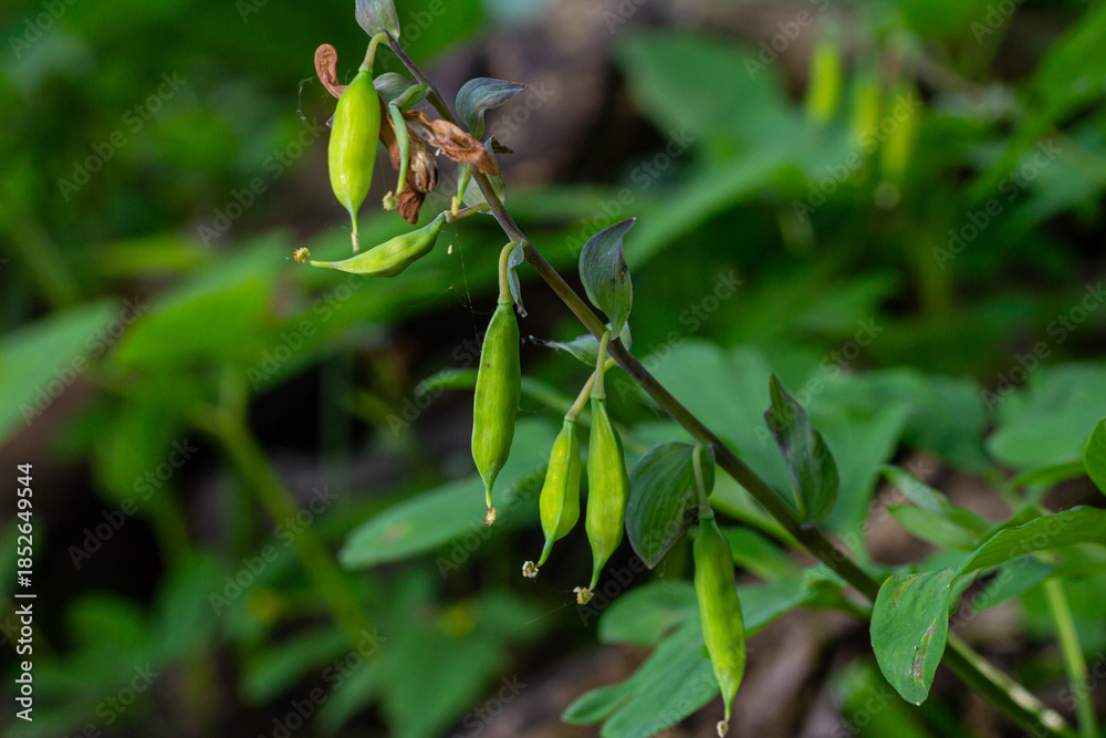 Obraz premium Beautiful hollowroot blooms and seed pods of Corydalis cava in a spring woodland setting showcasing nature's vibrant colors and delicate structure