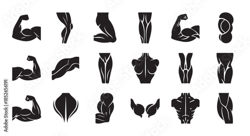 Anatomical muscle illustrations for fitness and health concepts