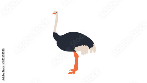 Illustration of a large ostrich bird with black and white feathers and orange legs standing