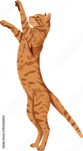 Orange Tabby Cat Standing R...