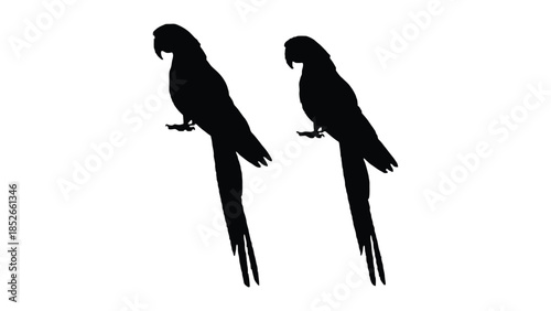 Colorful parrots and silhouettes, birds, wildlife, nature, illustration, colorful, vibrant, parrot, macaw
