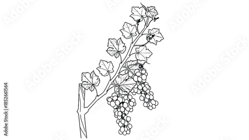 A line drawing of a grapevine with leaves and clusters of grapes hanging
