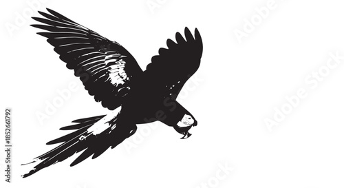 Black Eagle Flying with Open Wings on White Background