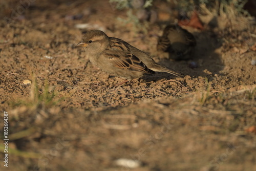Male House Sparrow (Passer domesticus) perched on a tree branch with a blurred natural background. Close-up portrait of a common small bird , House Sparrow (Passer domesticus) standing on the ground f
