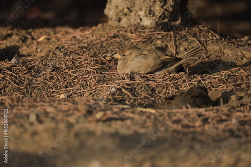 Male House Sparrow (Passer domesticus) perched on a tree branch with a blurred natural background. Close-up portrait of a common small bird , House Sparrow (Passer domesticus) standing on the ground f