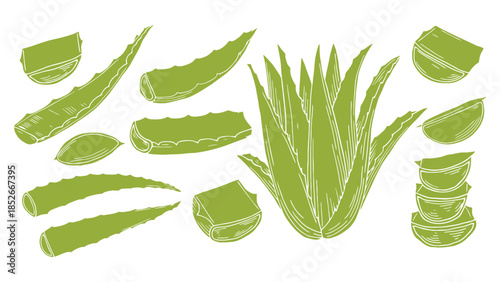 Fresh green aloe vera plant and its parts, detailed illustration for health and beauty