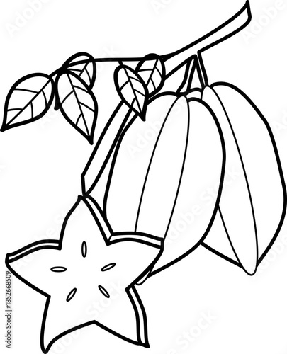 outline illustration of star fruit for coloring page