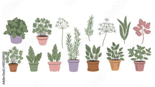 A fresh collection of various culinary herbs in pots, including basil, parsley, rosemary, and dill for cooking. This botanical set is perfect for illustrating kitchen and gardening themes.