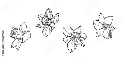 Narcissus flowers, black and white sketch. vector illustration. Spring garden flowers, set isolated on white background. For Easter, birthday or wedding cards, invitations and textile printing