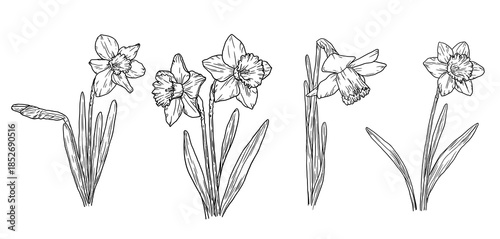 Narcissus flowers and leaves, black and white sketch. vector illustration. Spring garden flowers isolated on white background. For Easter, birthday or wedding cards, invitations and text printing