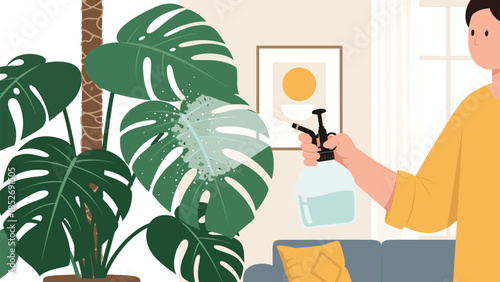 A person misting the leaves of a large monstera deliciosa plant with a spray bottle, providing essential humidity for tropical houseplants.