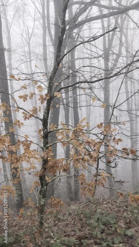 La nebbia nel bosco in montagna