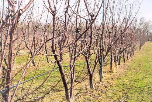 An alley of dormant fruit trees on a trellis with bare branches, surrounded by grass, in a garden. Farm