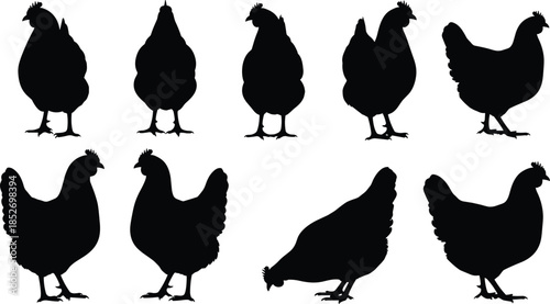 Set of chicken and hen silhouettes in different standing poses vector collection isolated on white background for farm poultry design use