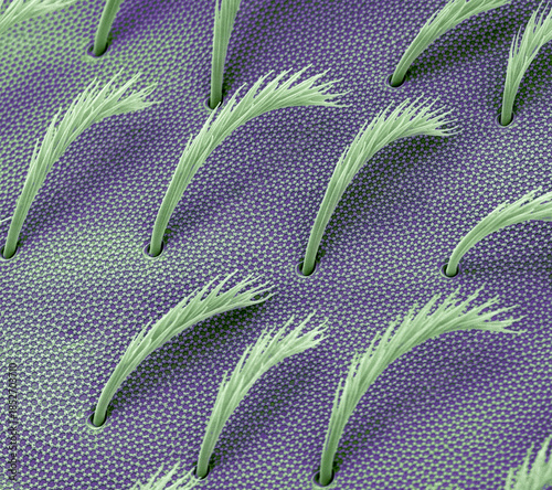 Springtail body hair, SEM