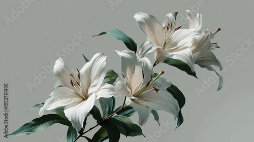 Realistic Style White Lily Flower Photography