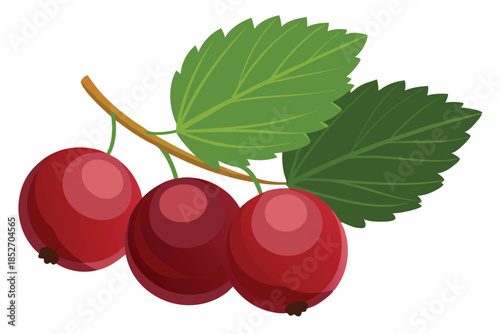 currant on white background