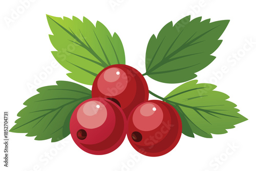 currant on white background