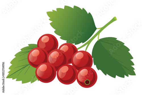 currant on white background