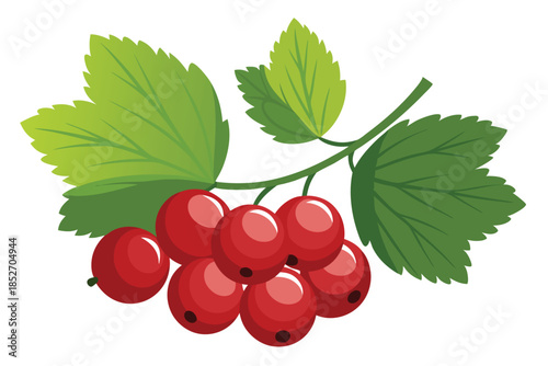 currant on white background