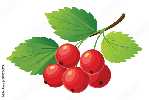 currant on white background