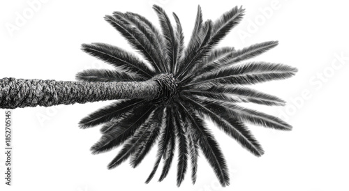 Looking up at a palm tree's fronds from below, on a dark background