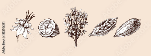 Hand drawn sketch cocoa chocolate product set. Vintage vector illustration of natural healthy food. Packaging design of cacao powder