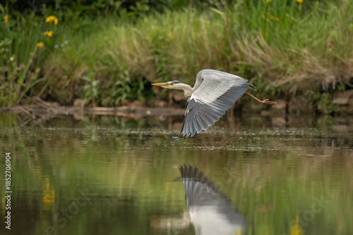 Tableau sur toile Heron flying from a pond