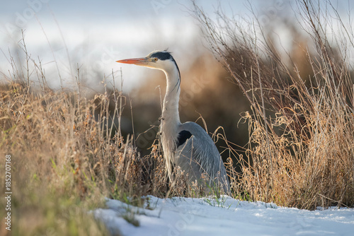 Grey heron in the snow