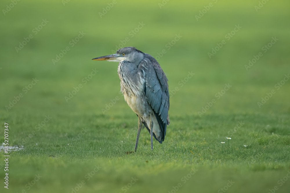 Fototapeta premium Grey heron on the grass, close up
