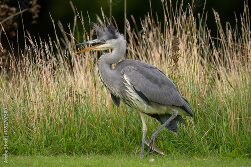 Photos Heron on grass with fluffed up head feathers, squawking