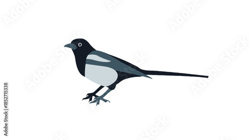 Illustration of a magpie bird standing on a plain white background