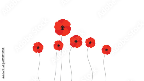 Vibrant red poppies on white background, symbolizing remembrance and hope