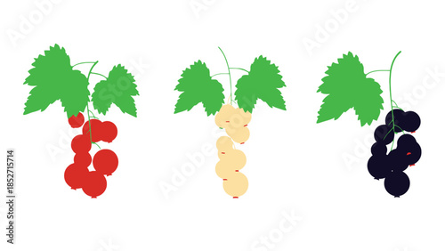 Grape vector illustration of red, white, and black bunches with leaves