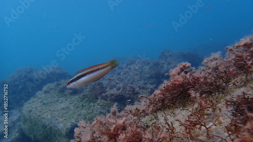 Schilderij op canvas Mediterranean rainbow wrasse (Coris julis) undersea, Ligurian Sea, Italy, Imperi