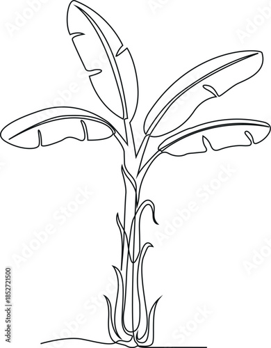 Continuous line art of a banana tree vector. Banana tree line art drawing