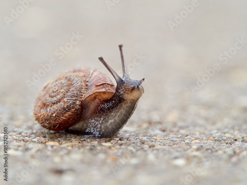 Cuadro en lienzo Small snail walking on the ground with its head raised