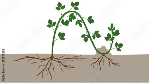 A plant stem arches over to root in the soil, showing propagation.