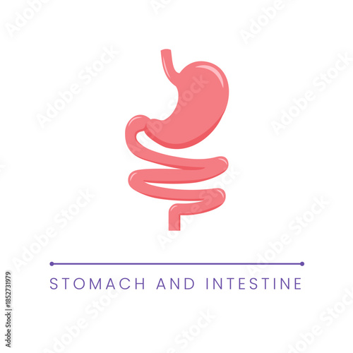 Stomach and Intestine Anatomy Flat Illustration